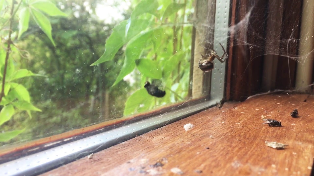 Spider catches a fly and kills it with its venomous bite