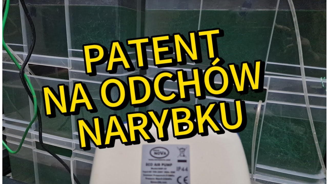 Patent na wychowanie narybku + fishroom.