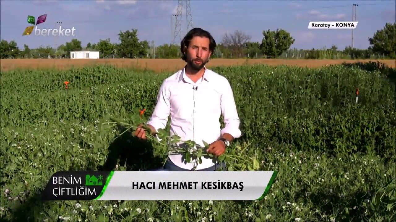 BAKLAGİL GRUBU KABA YEM BİTKİLERİ