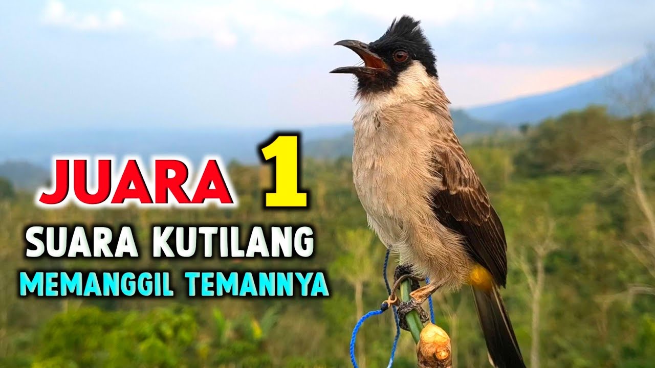 Suara Burung Kutilang Gacor Memanggil Temannya Agar Bunyi Garuda