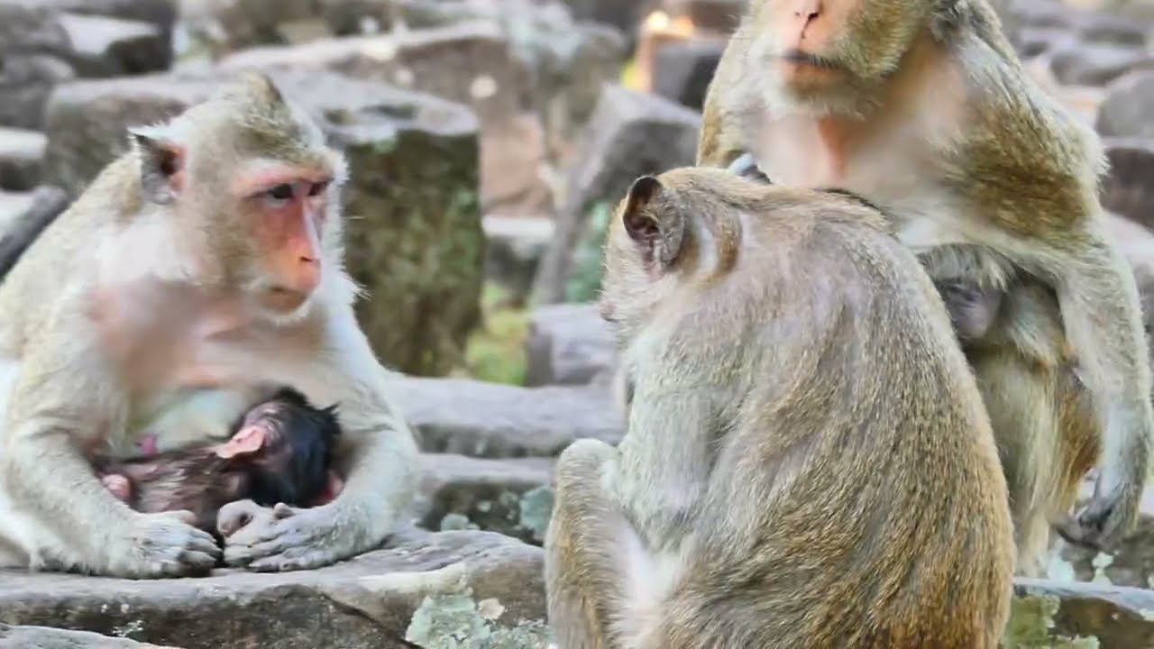Dakota monkey for nursing  with Spring monkey family, Vicky family
