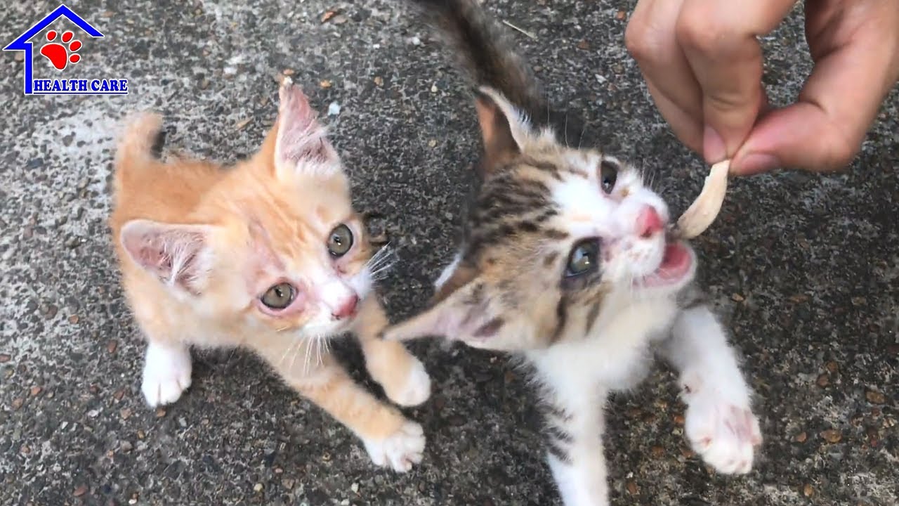 Котенок плачет и громко мяукает, прося у отца мяса - Говорящий котенок