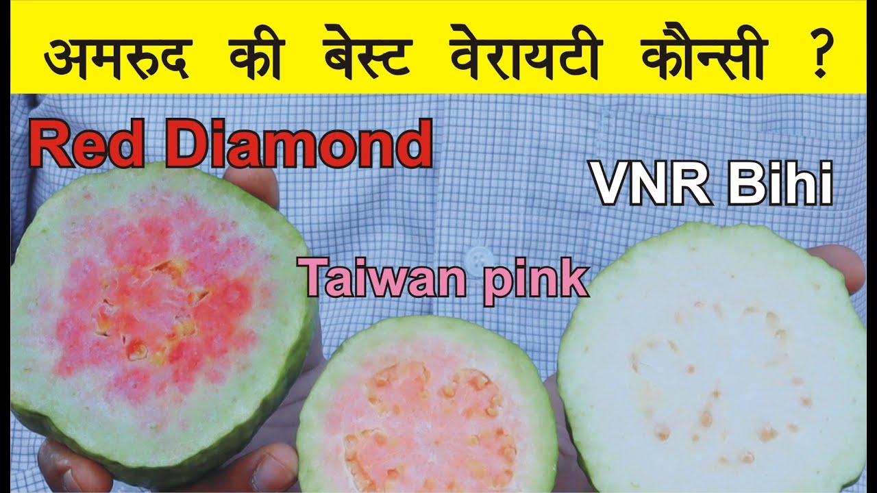 Jarvi Red Guava V/s VNR bihi V/s Taiwan pink guava fruit  Different l 9106310963