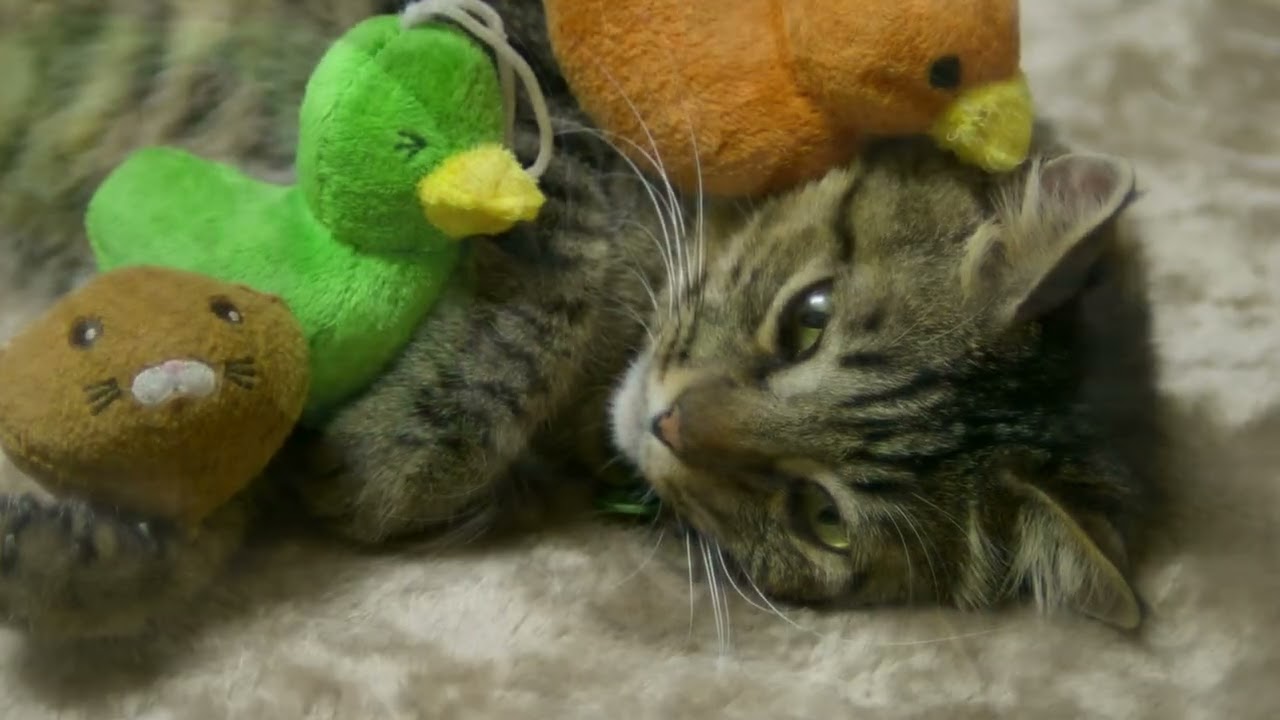 【命日】愛猫の一周忌に動画を作成してみました#ねこ#猫#キジトラ#保護猫 #虹の橋を渡った猫 