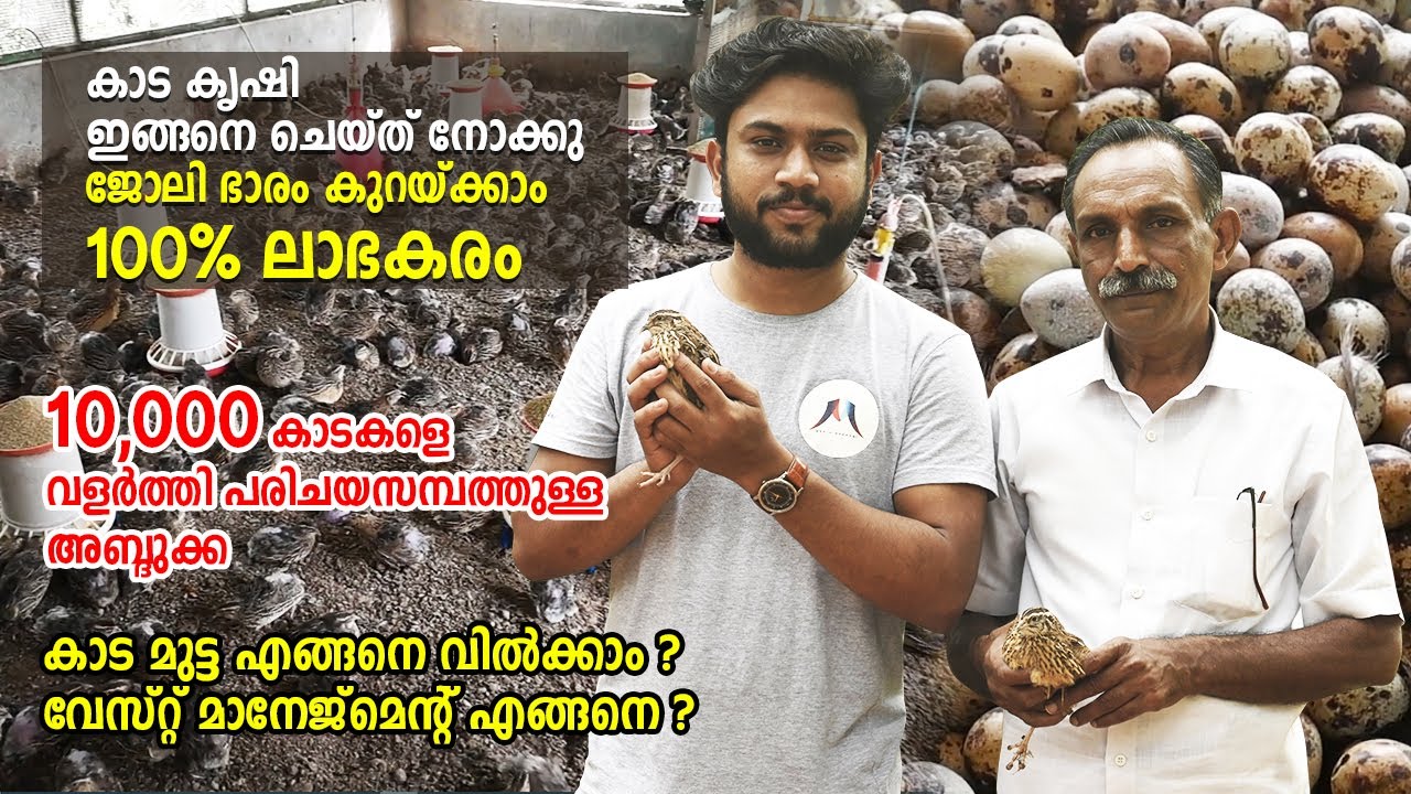 QUAIL FARMING KERALA | കാട കൃഷി ഇങ്ങനെ ചെയ്ത് നോക്കു | 100% ലാഭകരം | MALAYALAM | media makkani