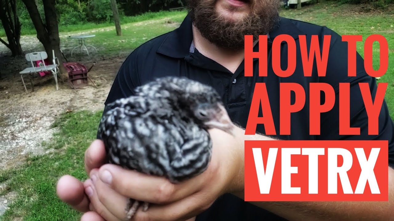 How to use VetRx!!! and link in description