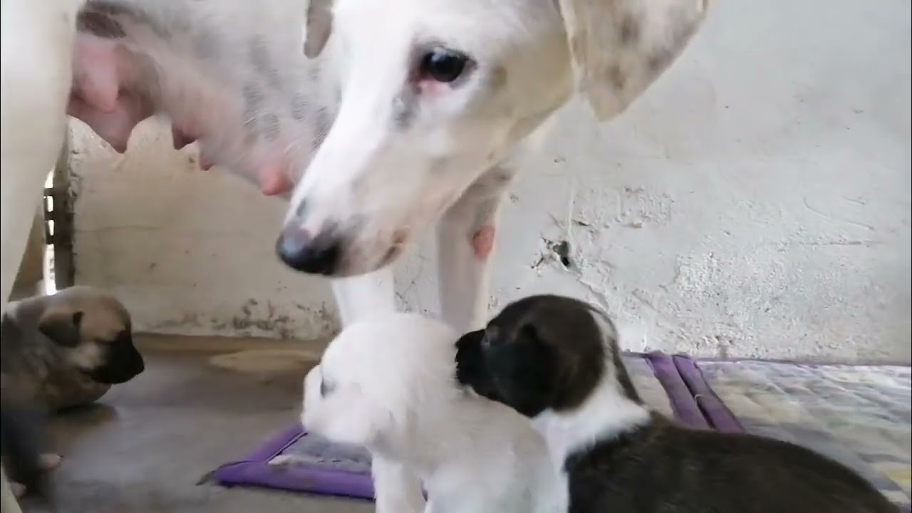malalaki na at malilikot na anak ni Whitee.... 