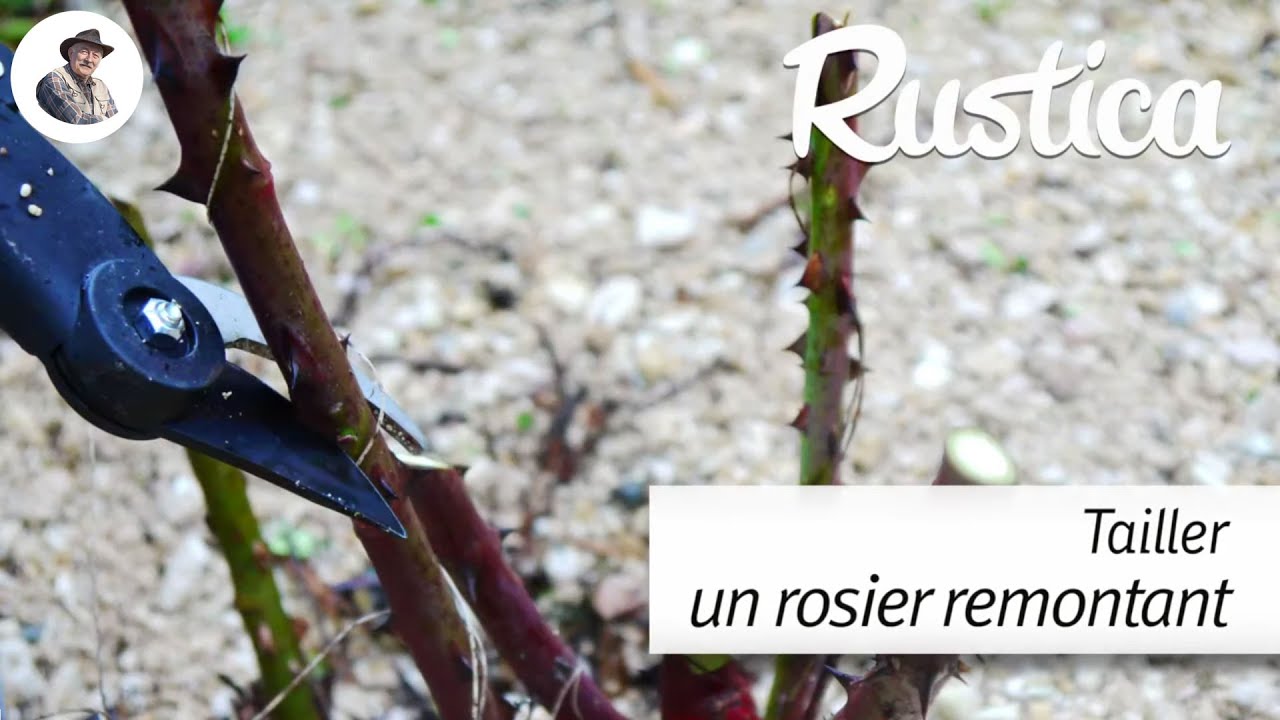 Tailler un rosier remontant