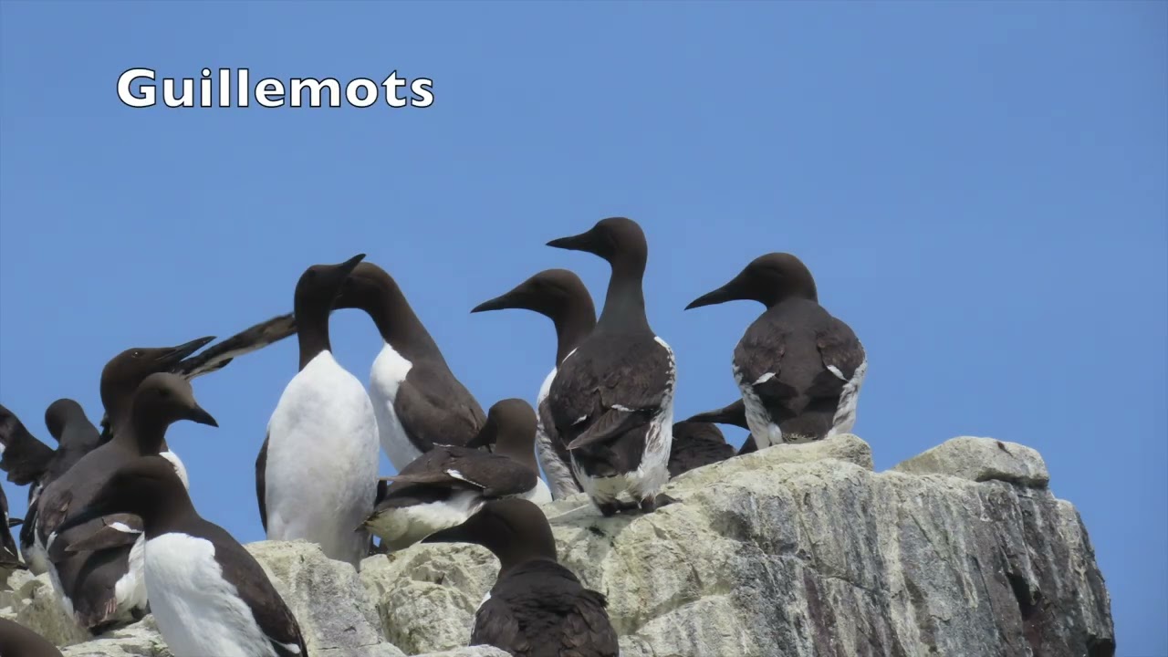 The Inner Farne Island