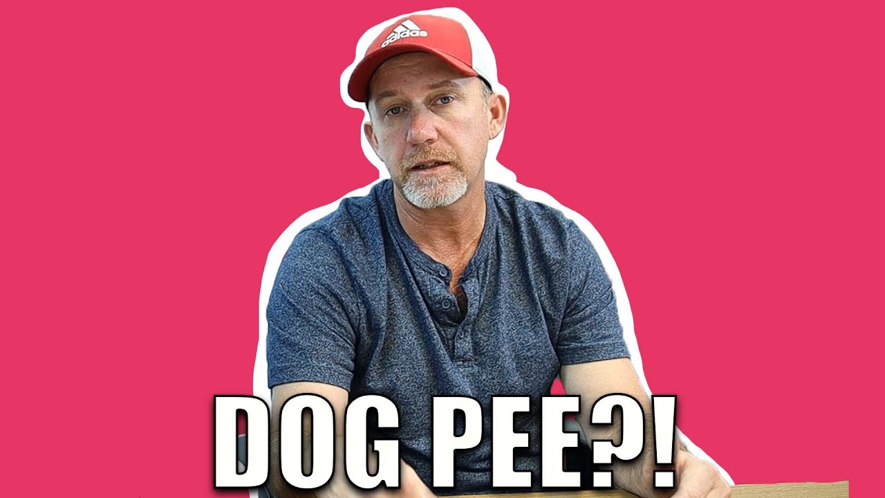 Does Dog Pee Ruin LVP Flooring?