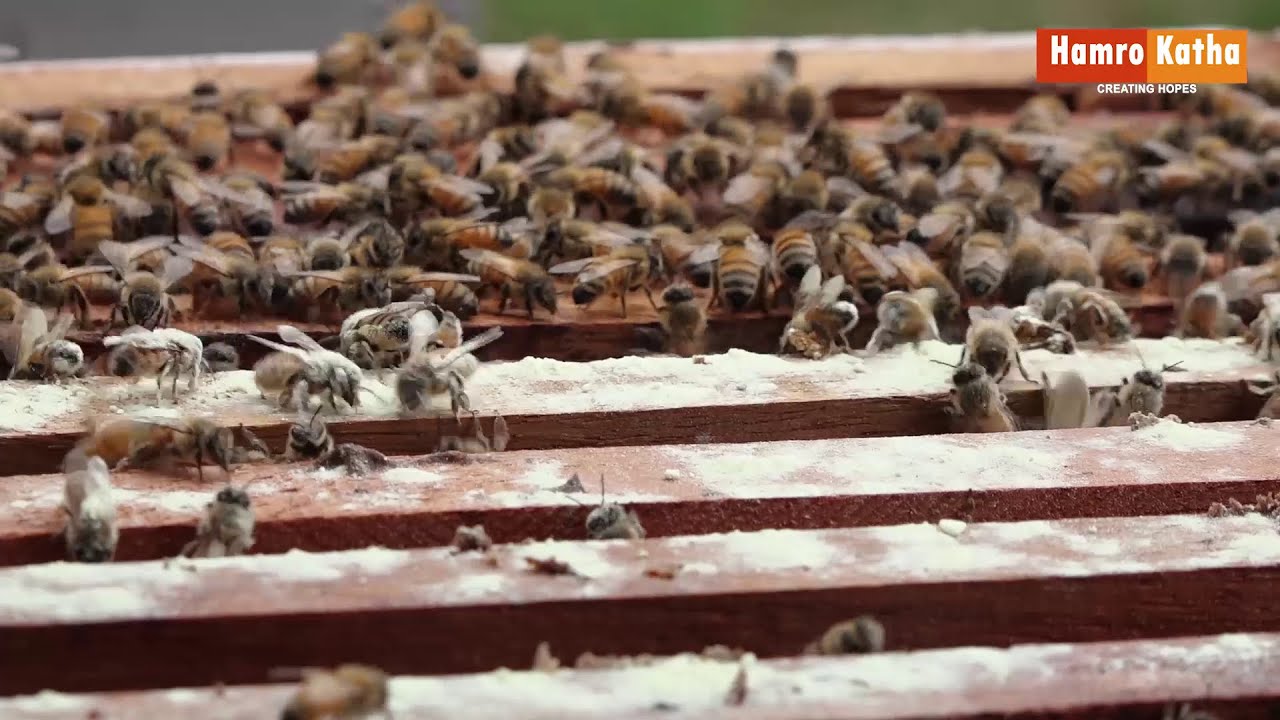 कम लगानी मनग्य आम्दानी ! मौरी व्यवसाय ? | Beekeeping in Nepal | Hamrokatha.com