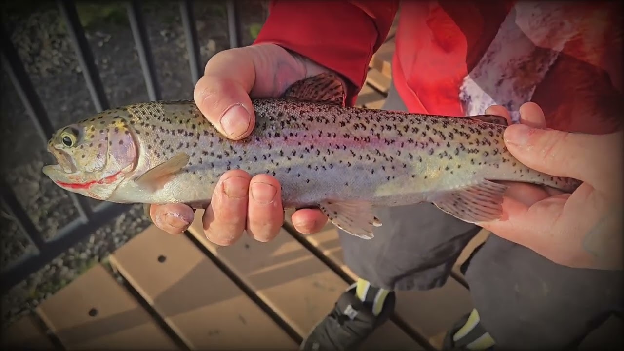 Nice Catch ! Trout Caught At Roulet Pond ! #fish #fishing #fishingvideo #powerbait #fisherman 