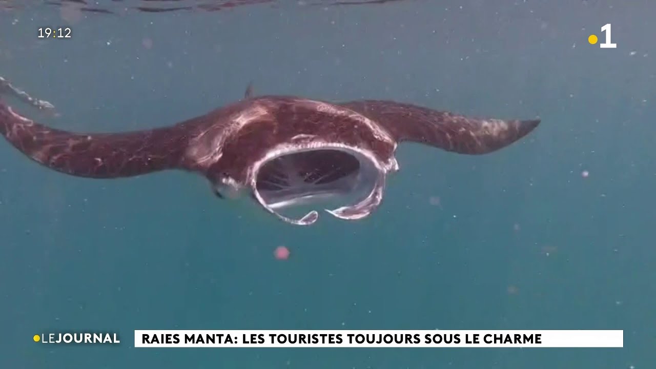 Raies manta : les touristes toujours sous le charme