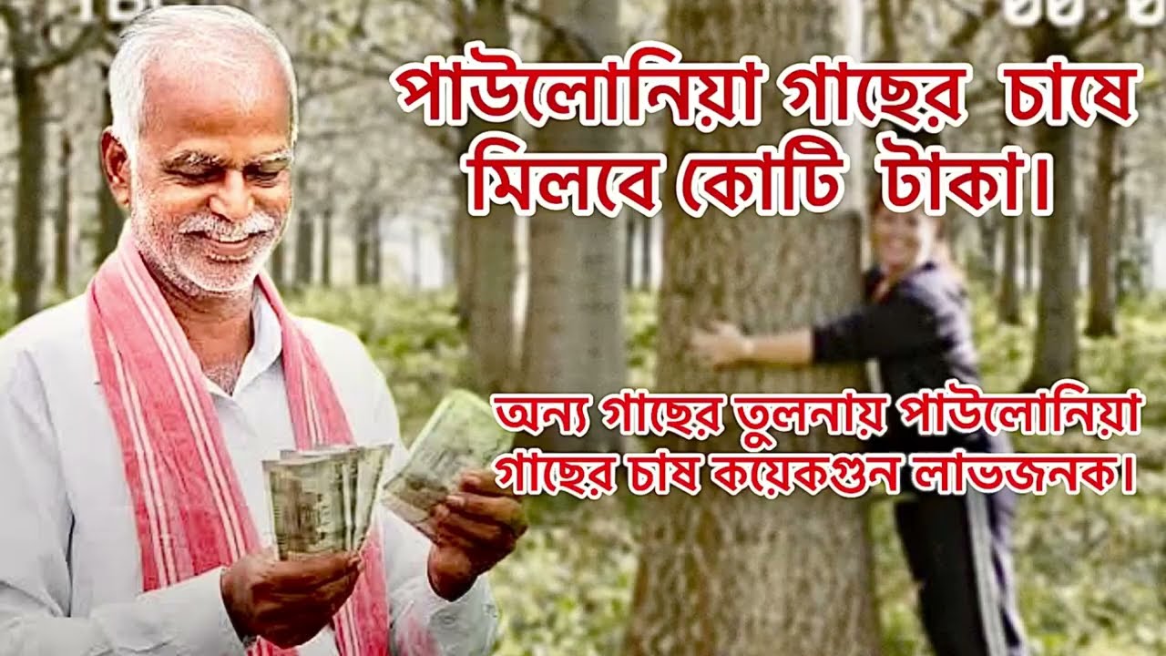 পাউলোনিয়া গাছের চাষে মিলবে কোটি টাকা। পাউলোনিয়া প্রজেক্ট খুবই লাভজনক। পাউলোনিয়া চারা। #pawloniya