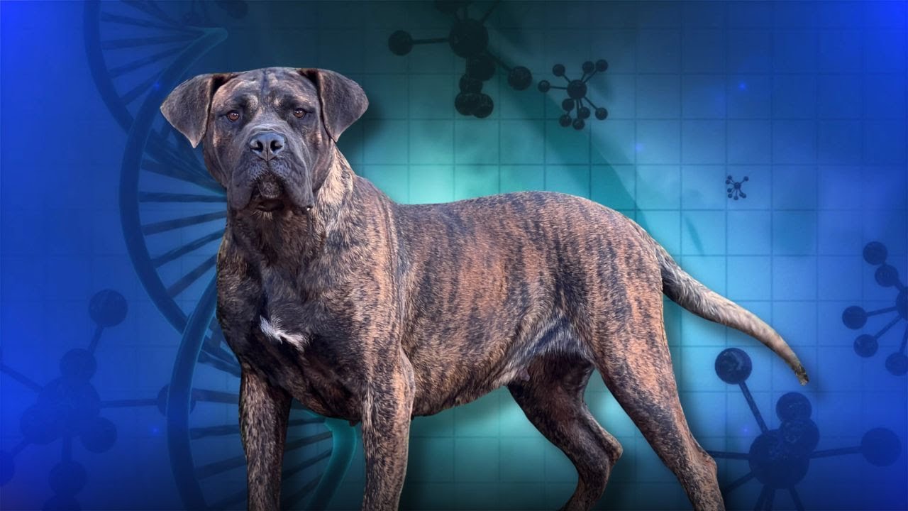 La fijación genética en el Presa Canario
