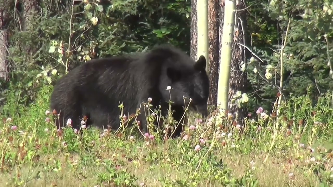 Bears in 4K | Animals videos | Wildlife