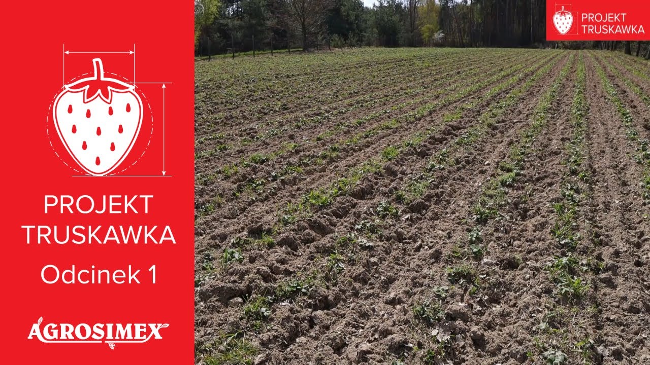 Trwałe owoce wysokiej jakości - Projekt truskawka, odcinek 1