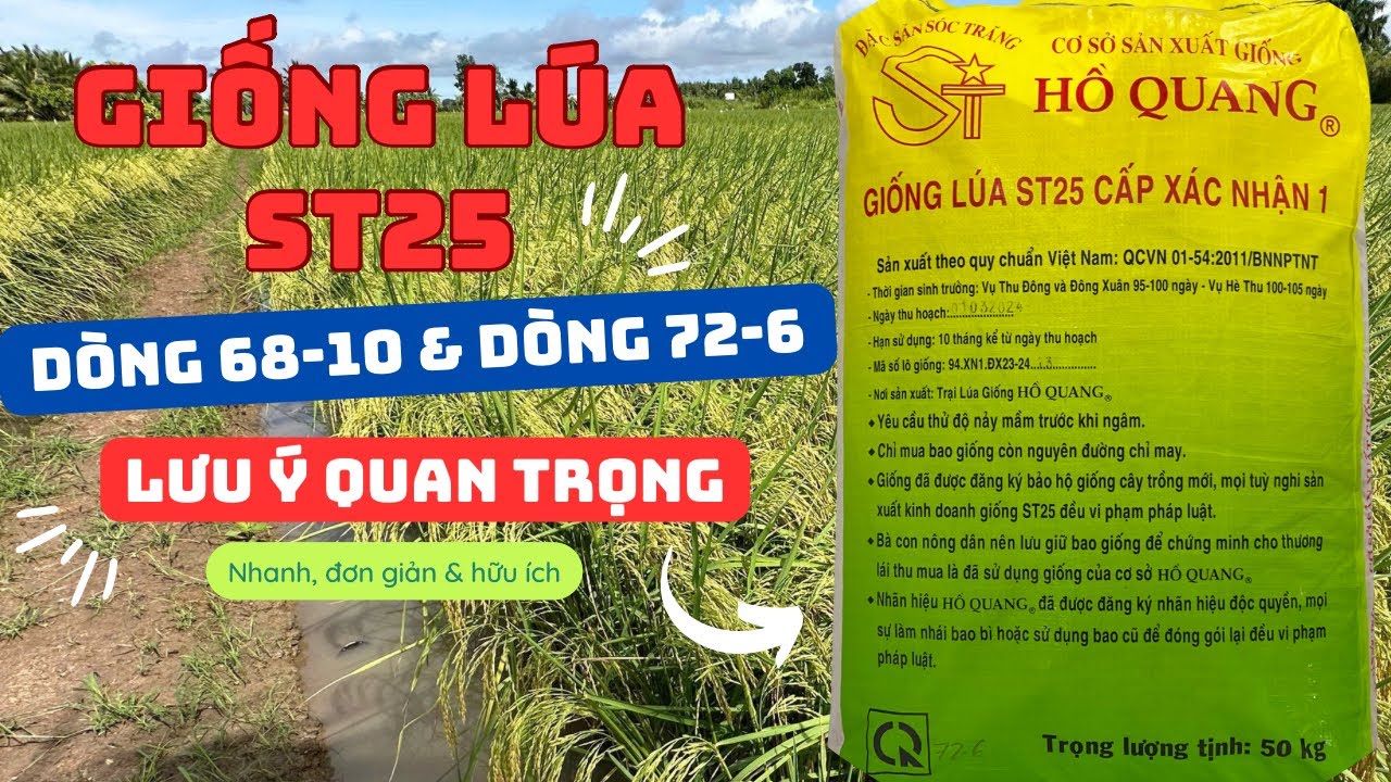 Giống Lúa ST25 dòng 72-6 và 68-10 những lưu ý quan trọng #tubanluagiong