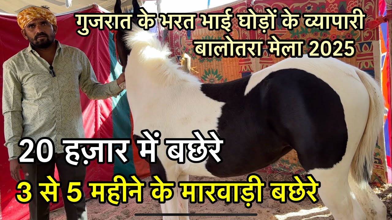 गुजरात के खुदरा व्यापारी भरत भाई लाए 20 हजार तक के 3 से 5 महीने के बछेरे | Balotra horse mela 2025