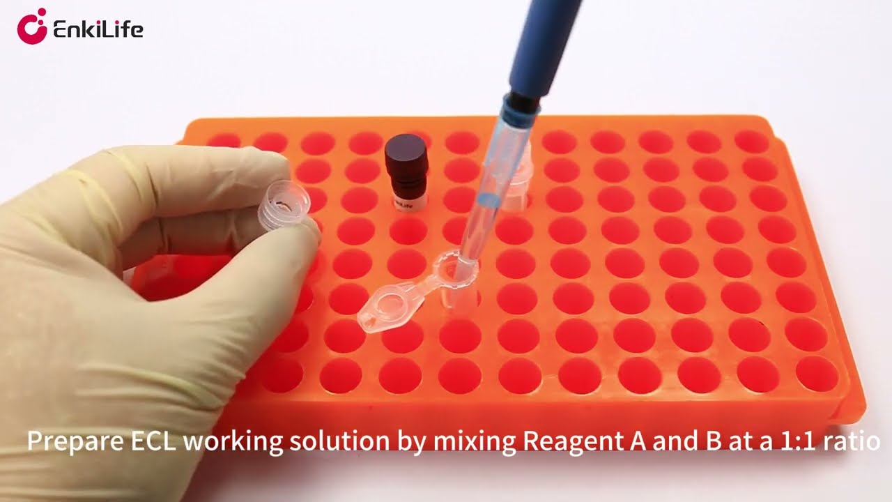 Video Protocol for EnkiLife 4-Hour Fast Western Blot Kit
