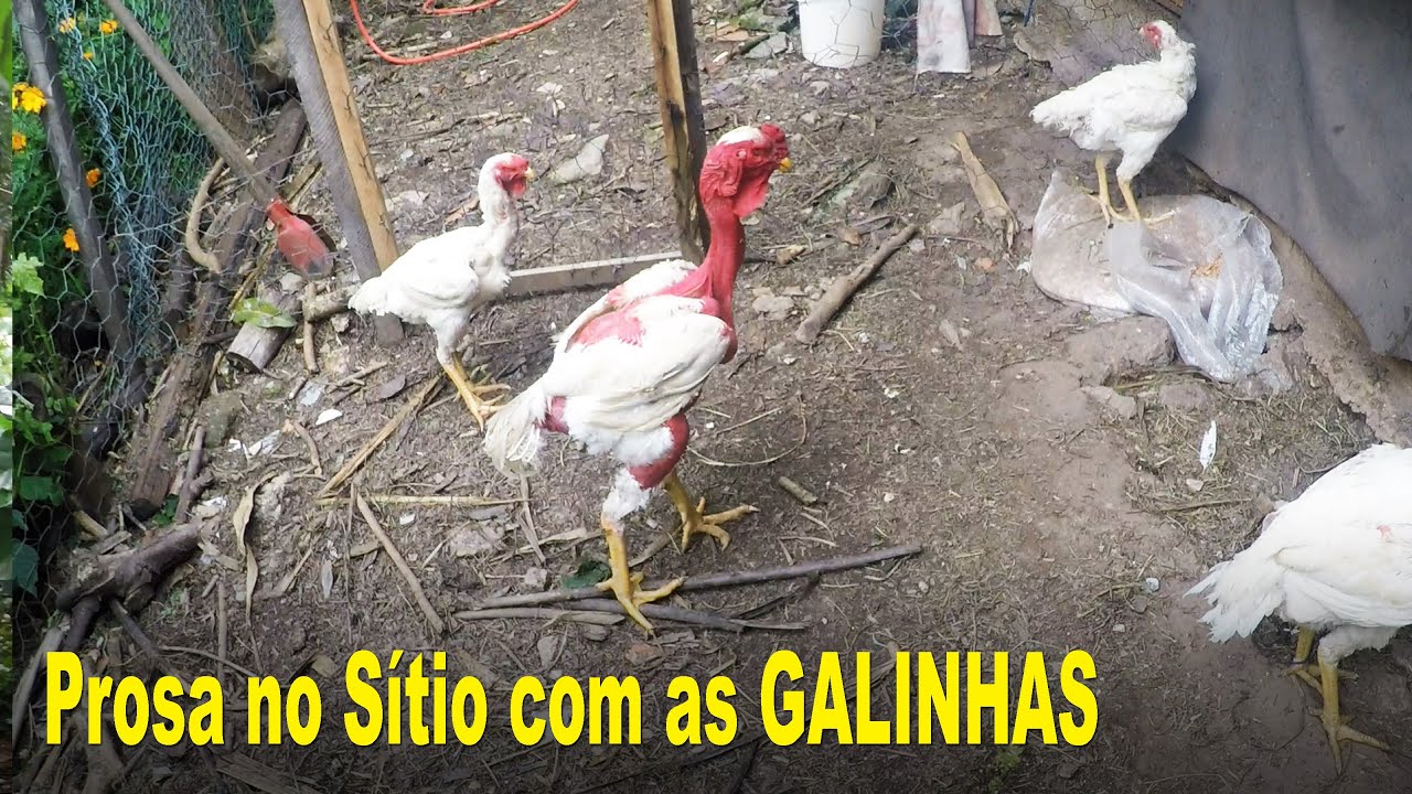Prosa resenha no Sitio Meliponário do Maza