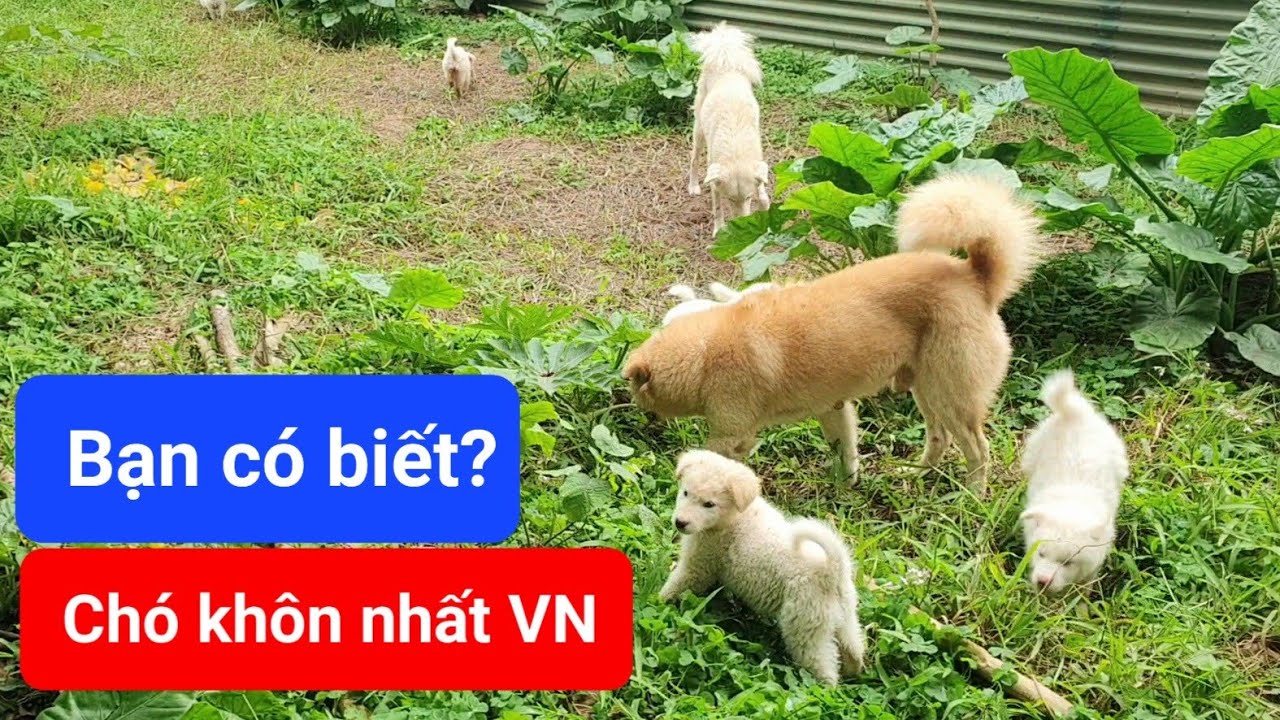 2 giống chó khôn nhất Việt Nam| Chó đẹp và khôn Bắc Hà xù trắng