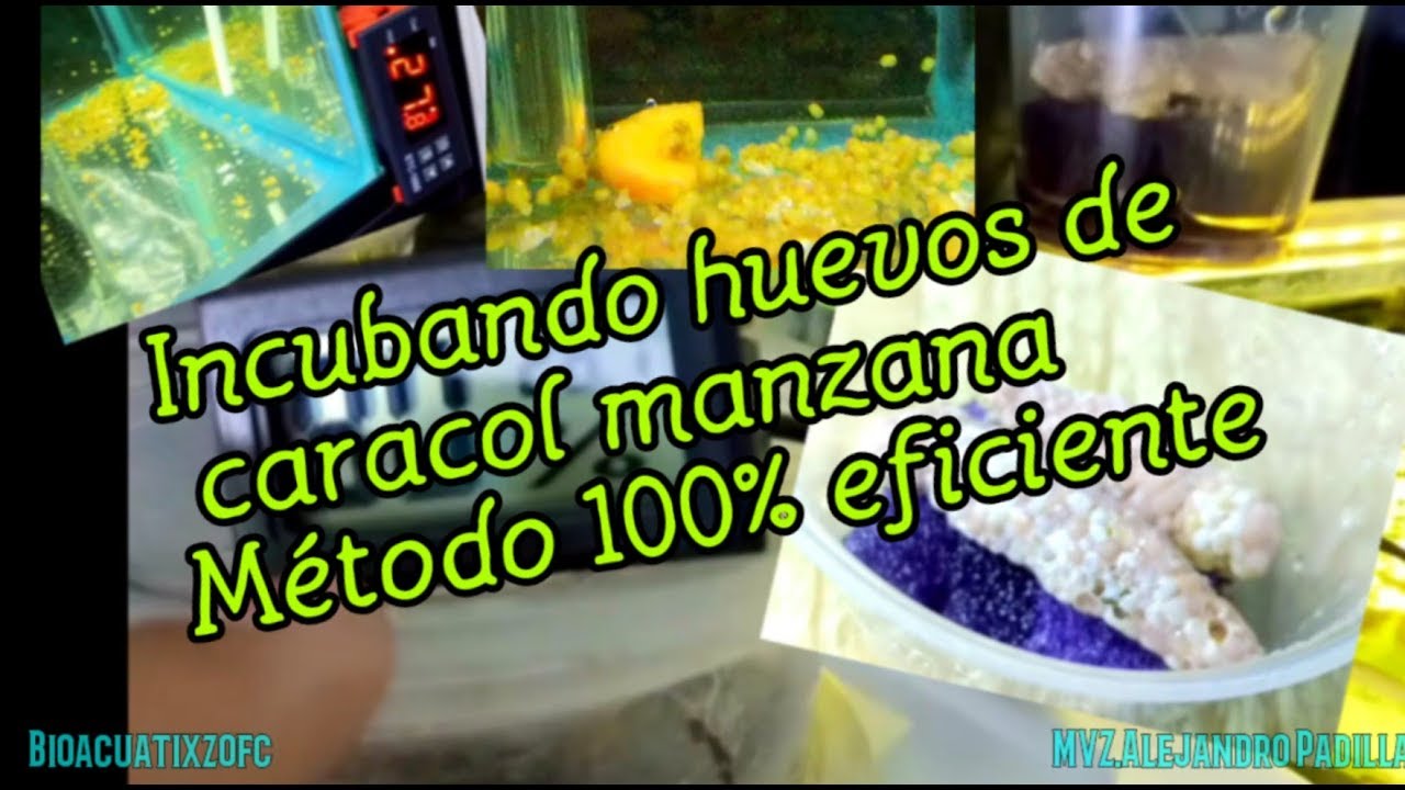 Como incubar huevos de caracol manzana