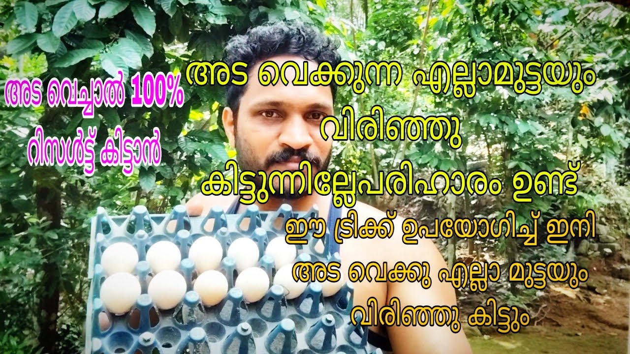 അട വെക്കുന്ന മുട്ട എല്ലാം വിരിഞ്ഞു കിട്ടുന്നില്ലേ ഇതാ ഒരു അടിപൊളി ട്രിക്ക്,100% റിസൾട്ട്‌ 🔥🔥