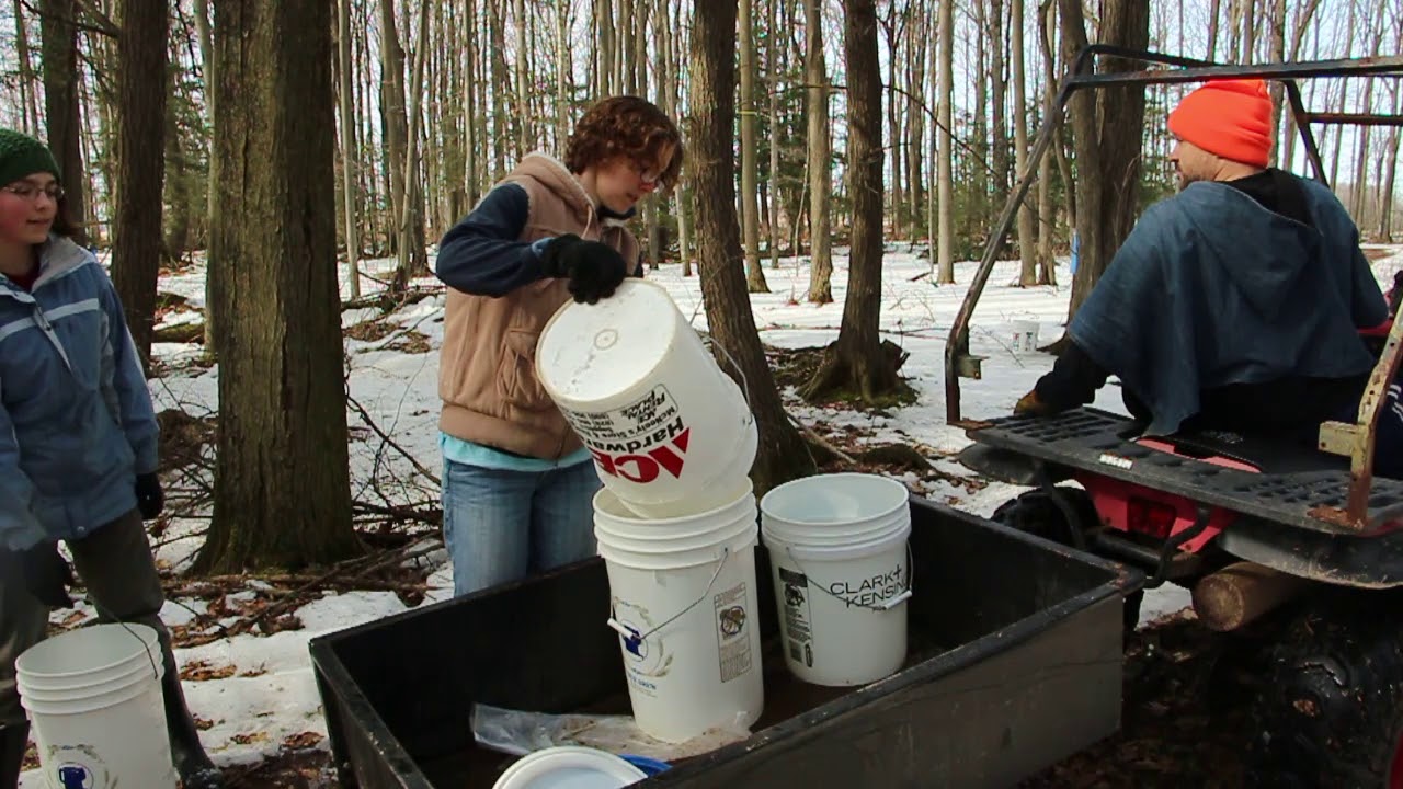 The Hoyt family collecting sap