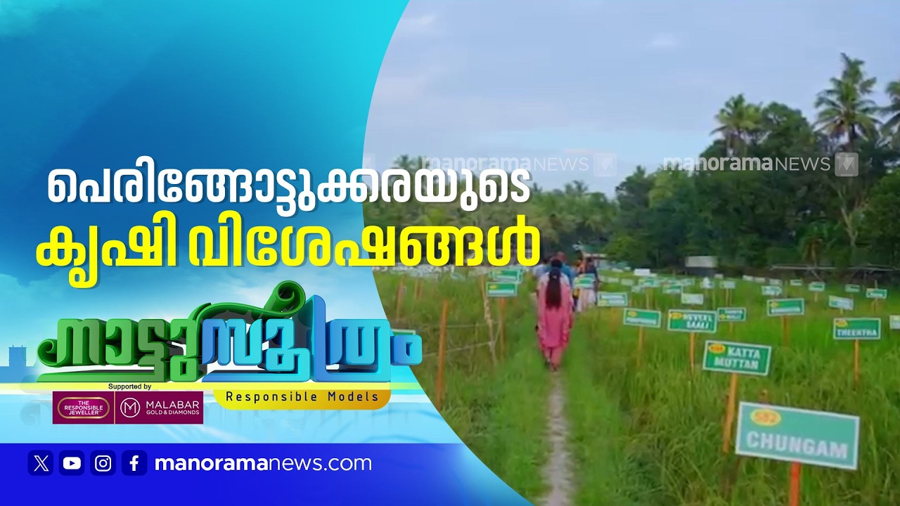 മൻ കി ബാത്തിൽ പരാമർശം,​ അഭിമാനമായി പെരിങ്ങോട്ടുകര ഗ്രാമം​| Peringottukara Paddy