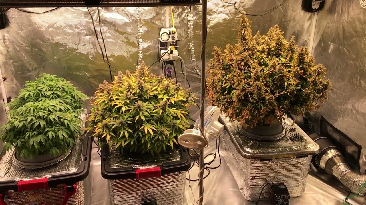 Bridecake Auto Harvest Day (Part 1) w/ Skunk Auto