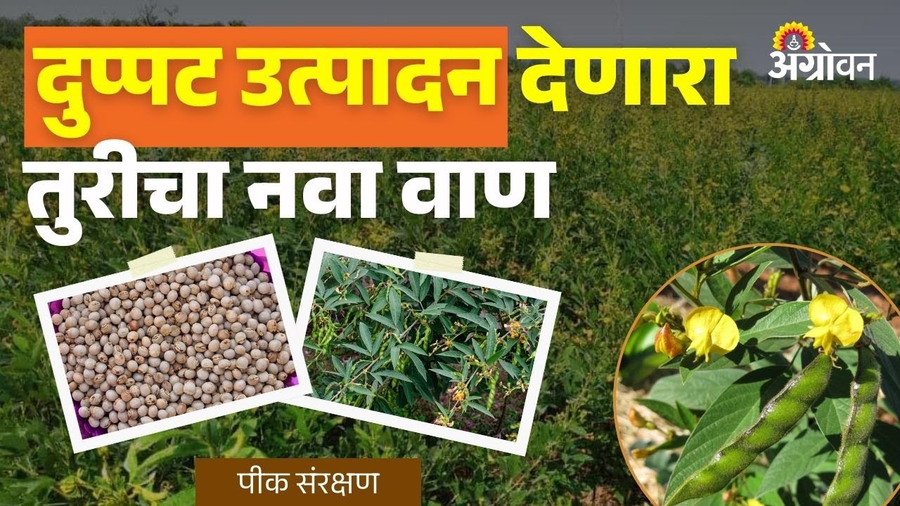 ICRISAT Tur Variety: कोणत्याही हंगामात उत्पादन घेऊ शकणारा तुरीचा वाण ठरणार गेमचेंजर? | Agrowon