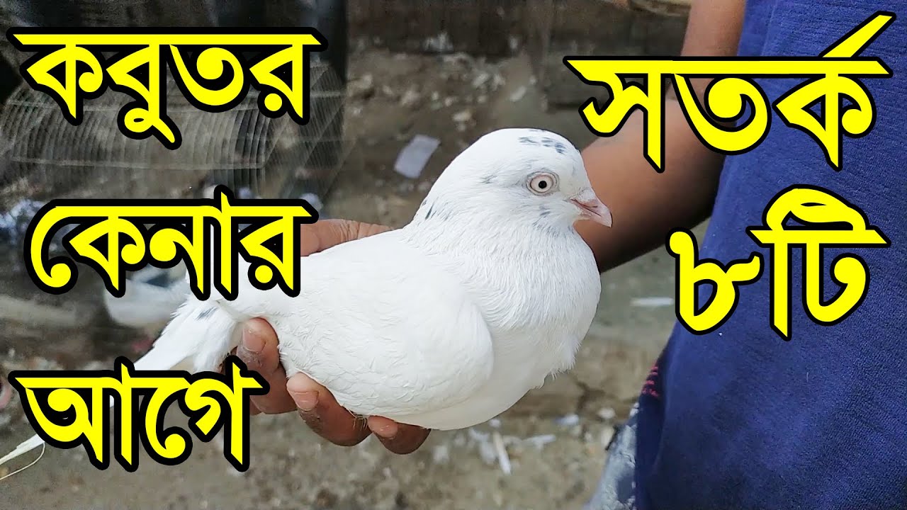 কবুতর কেনার আগে ৮ টি বিষয়ে সতর্ক থাকুন। ভালো কবুতর চেনার উপায় | কবুতরের হাট, কবুতর কেনার আগে সতর্ক