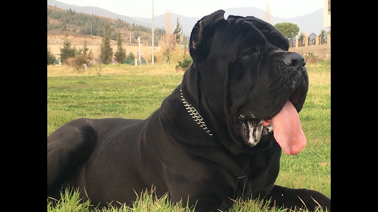 CANE CORSO HE IS A NOBLE KING @YouTube @KINGOSCAR19
