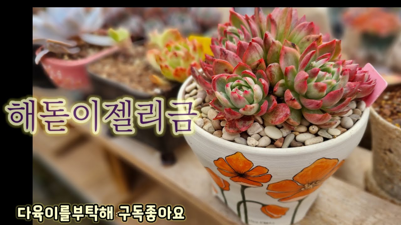 예쁜 해돋이젤리금군생 분갈이해요~💕 크게 키우려다 실패 ~ 💕 #다육이 #다육식물 #succulent 