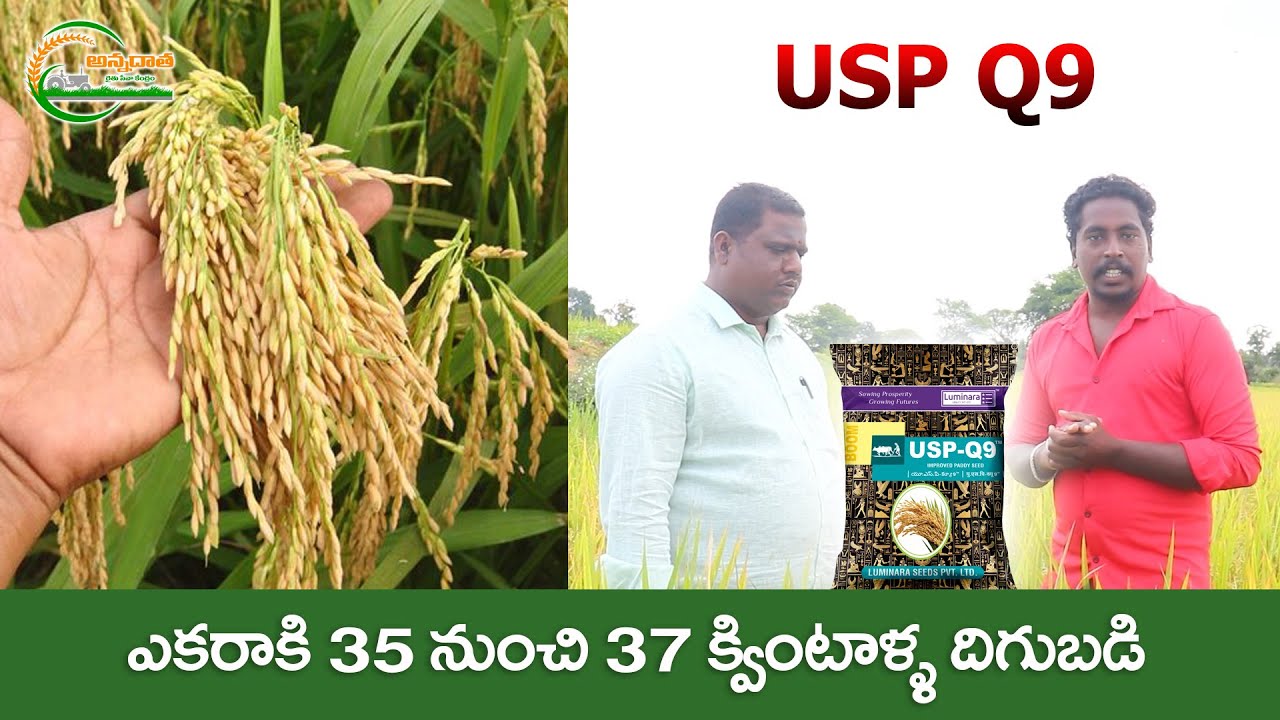 Best Paddy seed - USP Q9 #agriculture #farming #paddy