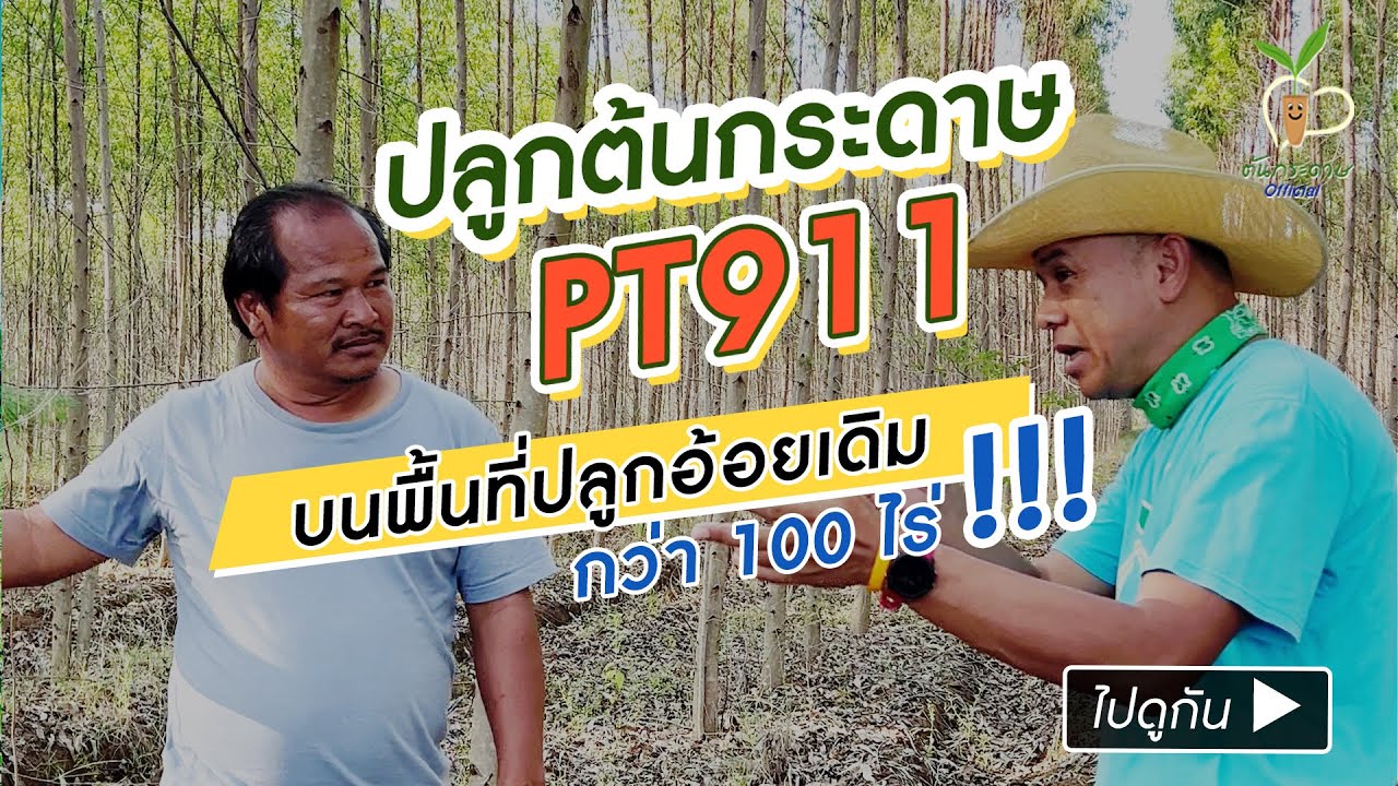 ปลูกต้นกระดาษ PT911 บนพื้นที่ปลูกอ้อยเดิม กว่า 100 ไร่