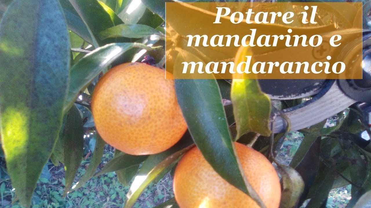 POTARE IL MANDARINO E MANDARANCIO