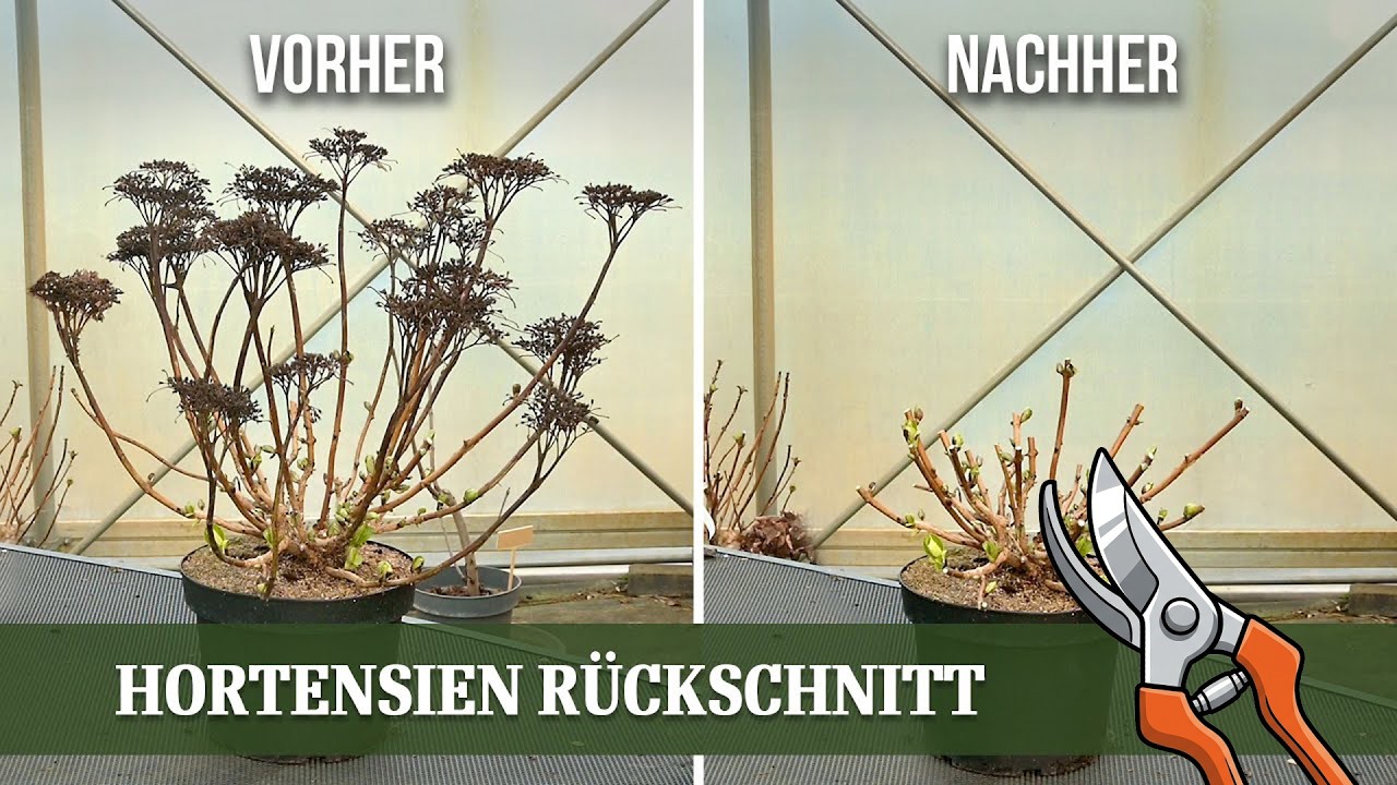 Hortensien richtig schneiden - der Weg zu einer prachtvollen Blüte