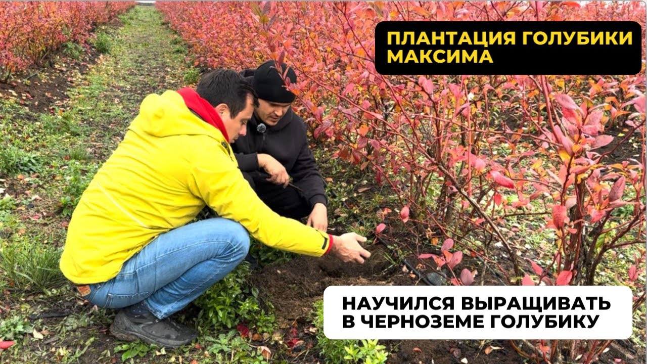 Голубика в чернозёме! Растёт и еще как! В гостях у Максима на плантации голубики! Часть 1.