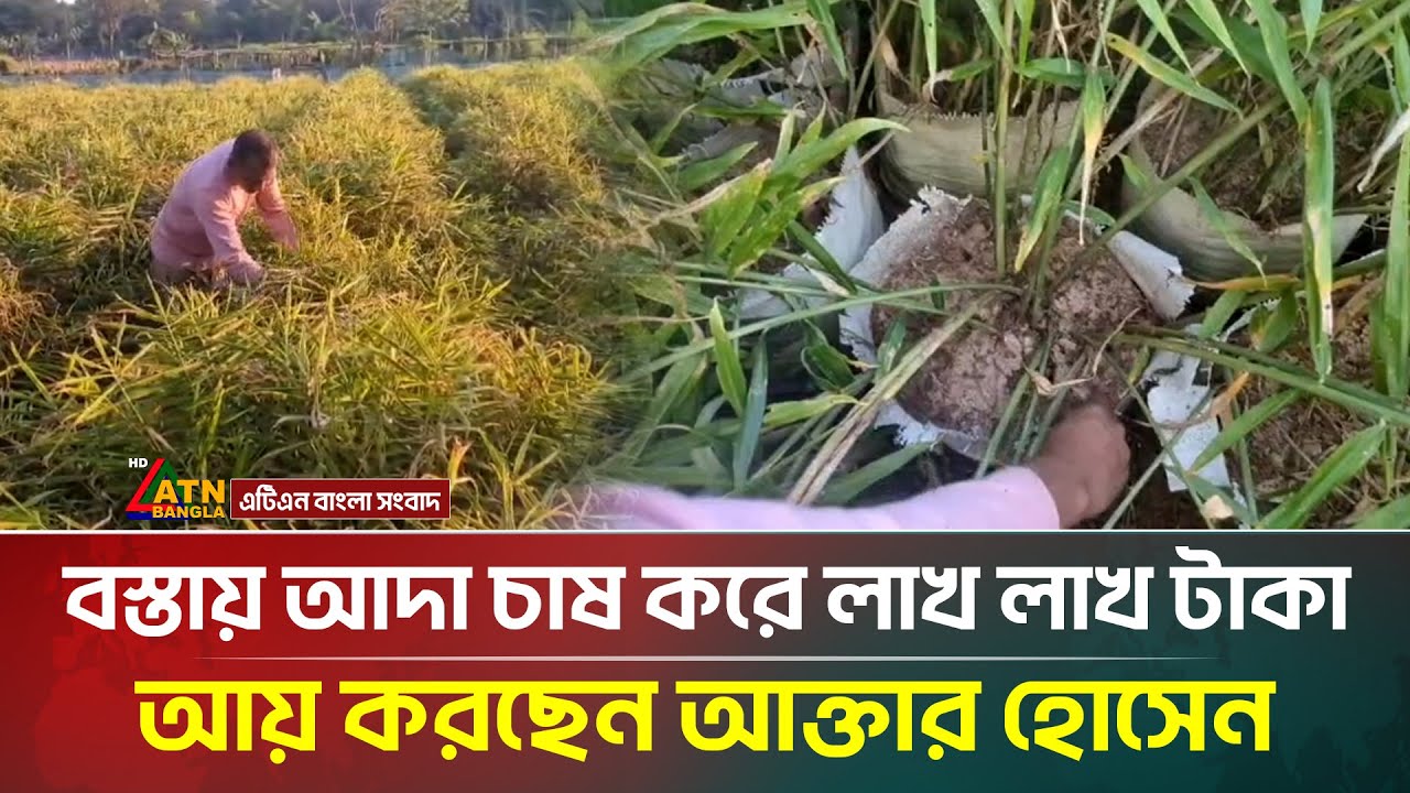 অভিনব পদ্ধতিতে আদা চাষ করে সবাইকে তাক লাগিয়ে দিলেন ভালুকার আক্তার হোসেন | Ginger | Bag Farming