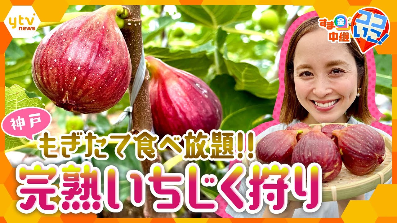 もぎたて食べ放題！完熟いちじくの収穫体験＆濃厚ひんやりスイーツ【す・またん！】