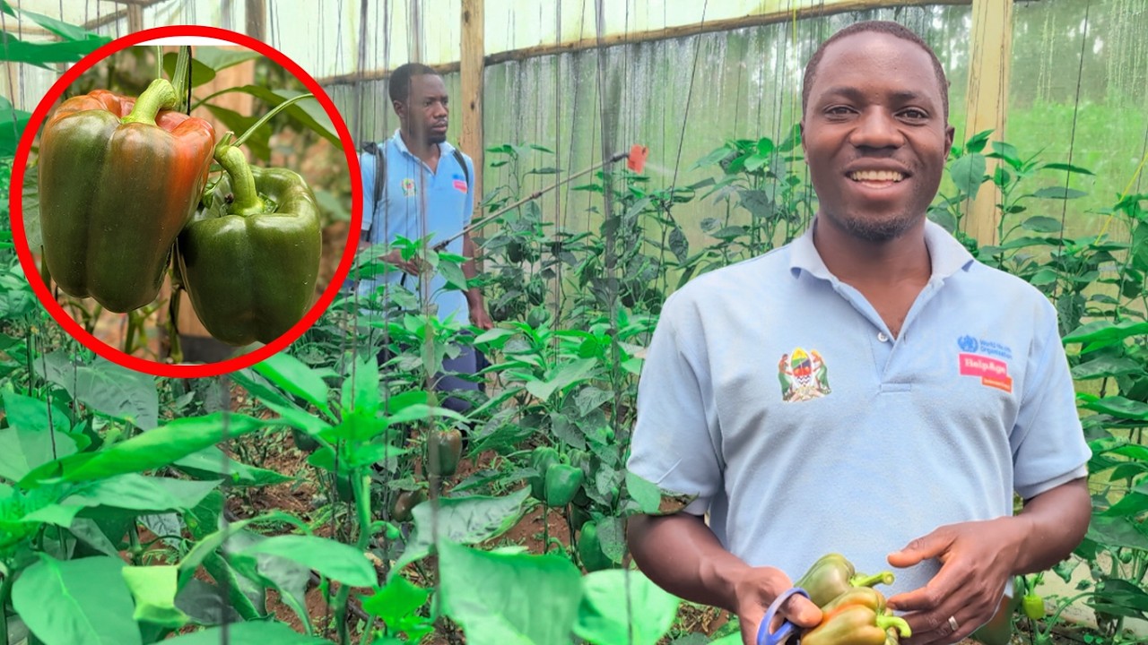 KIJANA MILIONEA KUPITIA KILIMO CHA PILIPILI HOHO, HIZI NDIO MBINU ANAZOTUMIA