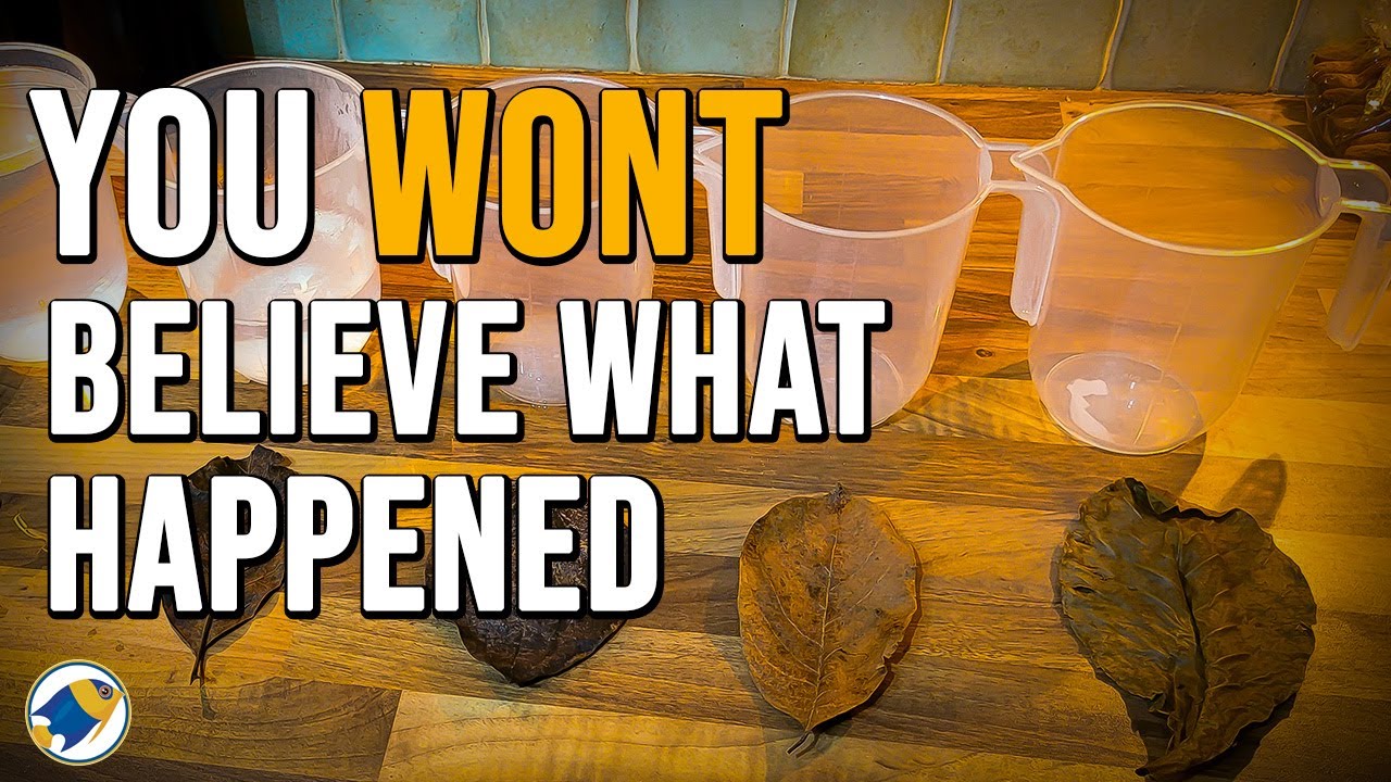 Which Leaves Produce The Most Tannins | (Science Experiment) - MR BRIGHTFRYED