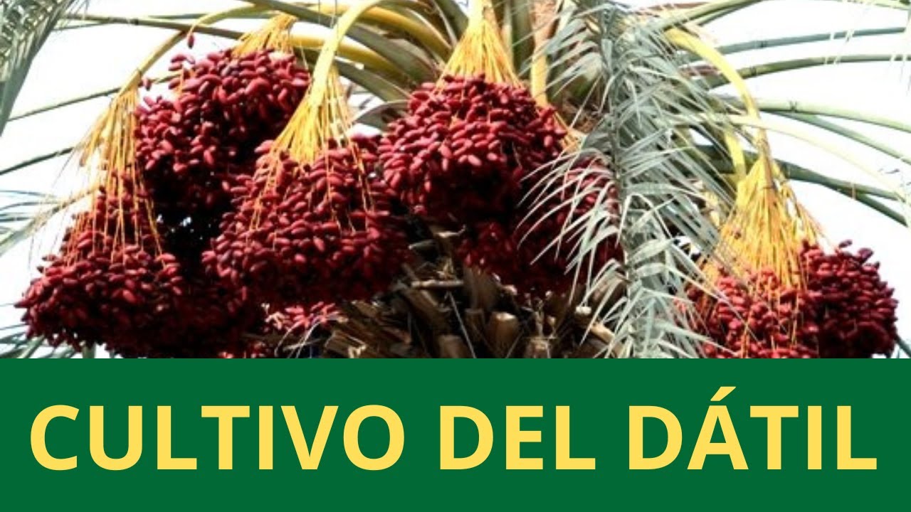 Como se cultiva el d&aacute;til de palmera #cultivo #datiles #datilera