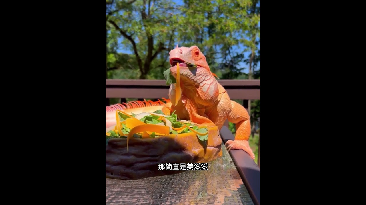 养了十年的狗，从不空手回来，这不又给男子叼回个神奇的宝贝！ #animals #动物救助 #主人 #寵物友善日常 #pets #感人壹幕 #搞笑
