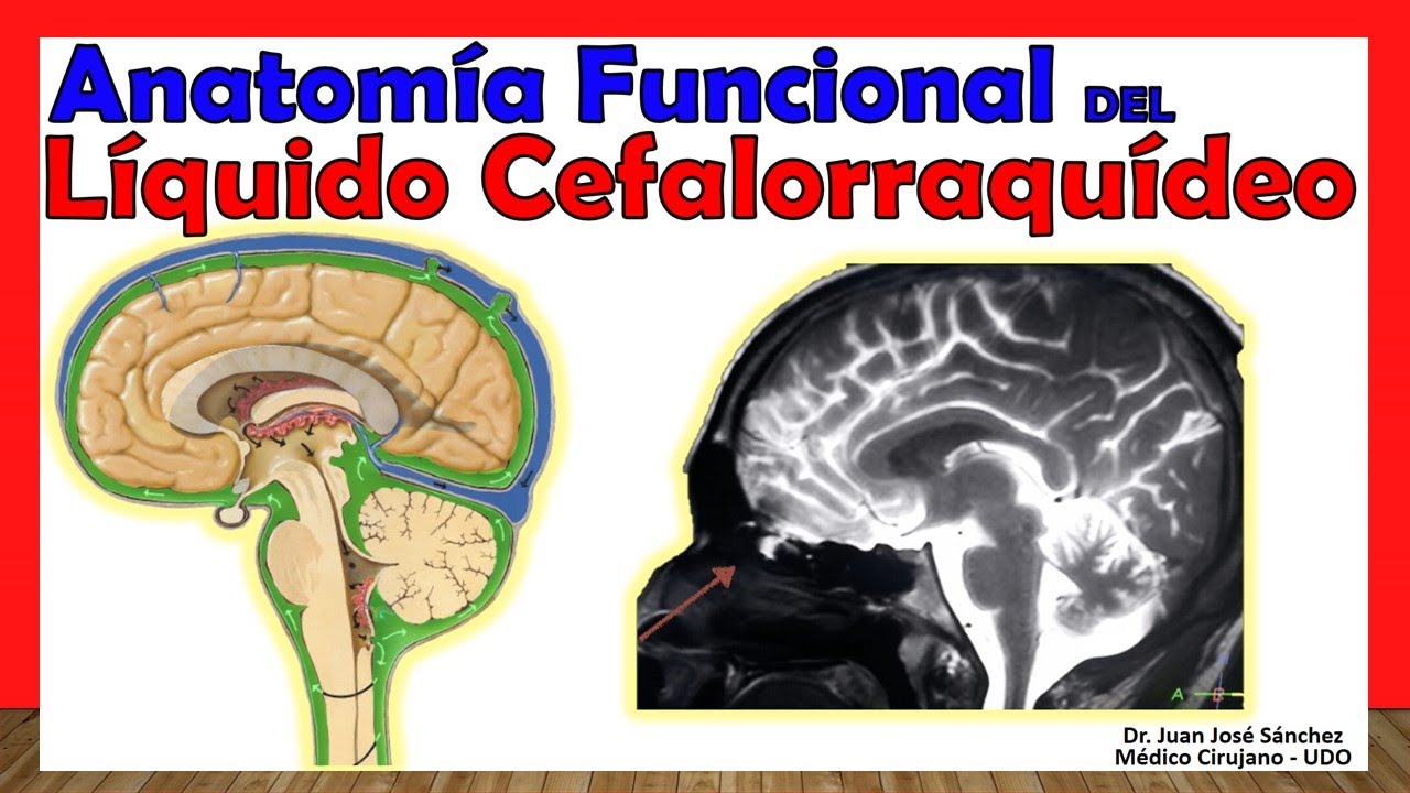 🥇 LÍQUIDO CEFALORRAQUÍDEO. Anatomía Funcional - ¡Explicación Sencilla!