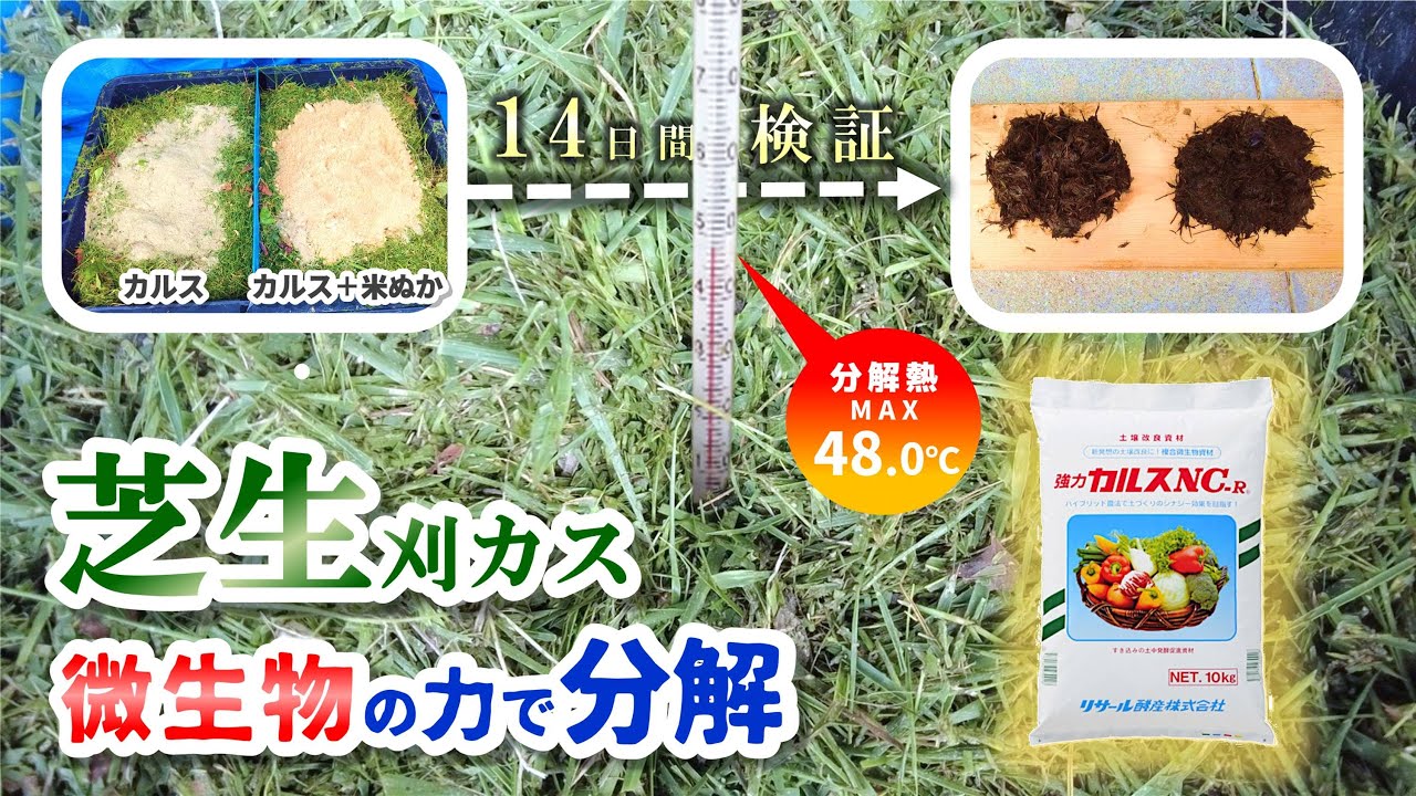 【夏の自由研究】カルスNC-R 微生物の力で芝生刈カス分解（14日間徹底検証！）