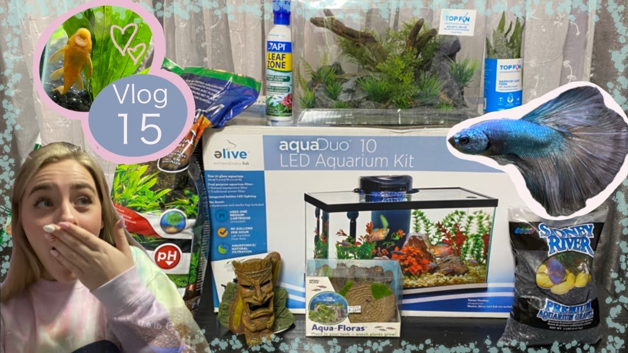 BUYING MY BETTA FISH PLUS AQUARIUM SET UP