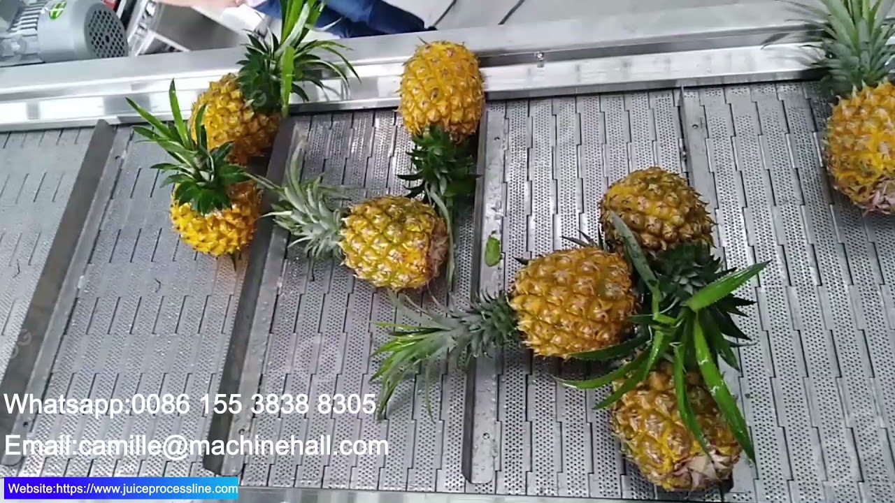Automatic Pineapple Fruit Washing Machine Testing(2 Cleaning Process)